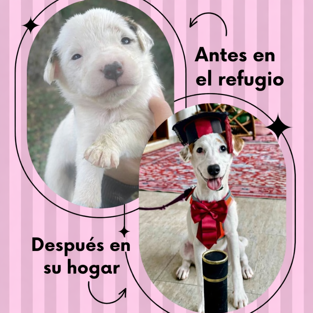 ChatGPT Image 7 de jan. de 2026, 19_42_24