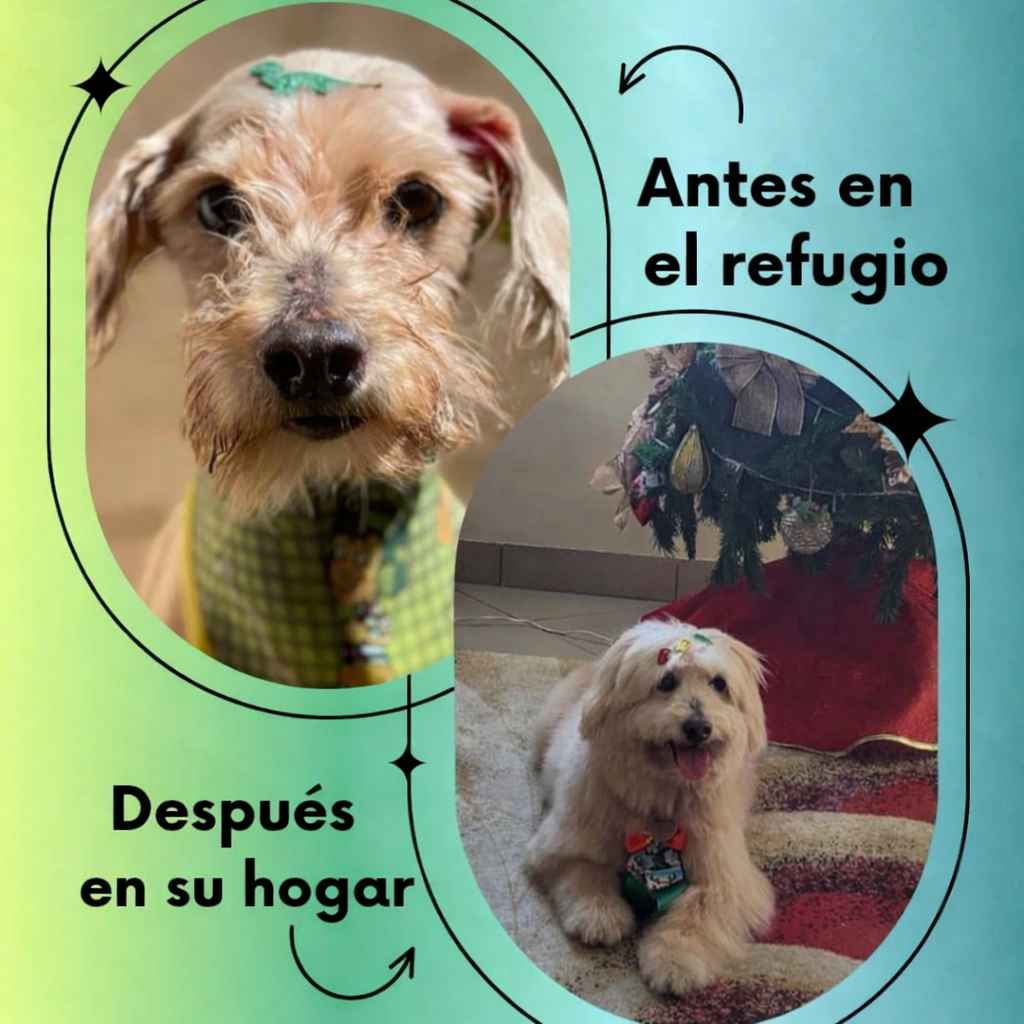 ChatGPT Image 7 de jan. de 2026, 19_45_54